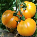 'Imperial Concubine' Yellow Tomato