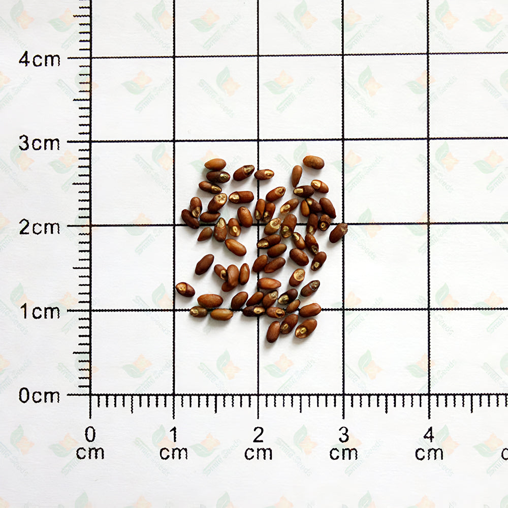 Rosemary Seeds