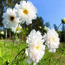 Cosmos bipinnatus 'Double Click Snow Puff'