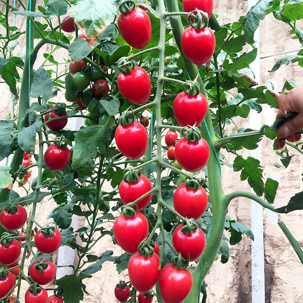 'Waterfall' Tomato