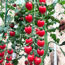 'Waterfall' Tomato