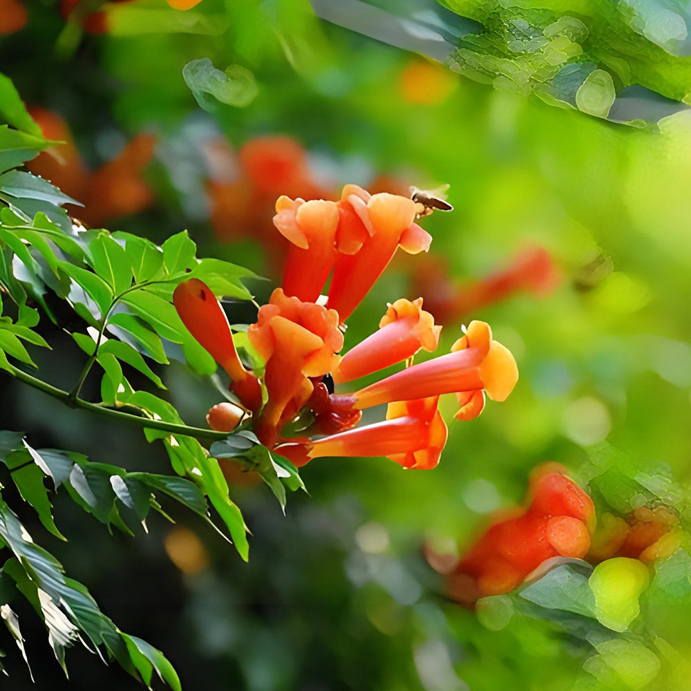 Chinese Trumpet Vine Seeds - Campsis grandiflora