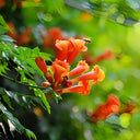 Chinese Trumpet Vine Seeds - Campsis grandiflora