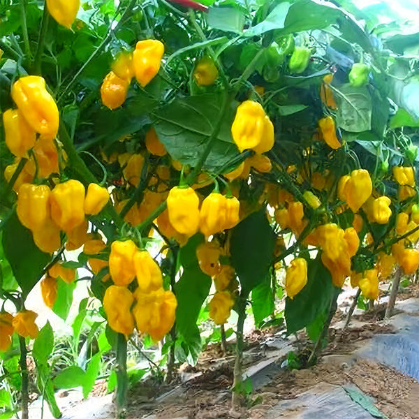 Hybrid F1 Yellow Devil Pepper