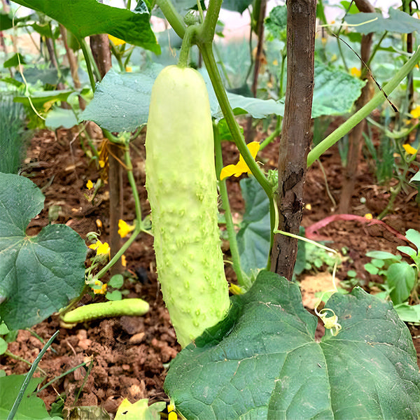 White Cucumber Seeds with Thorns