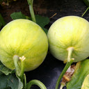 Sanjiang Tianbao Muskmelon Seeds, 5g