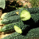 'Emerald Heart' Cucumber Seeds, 3g