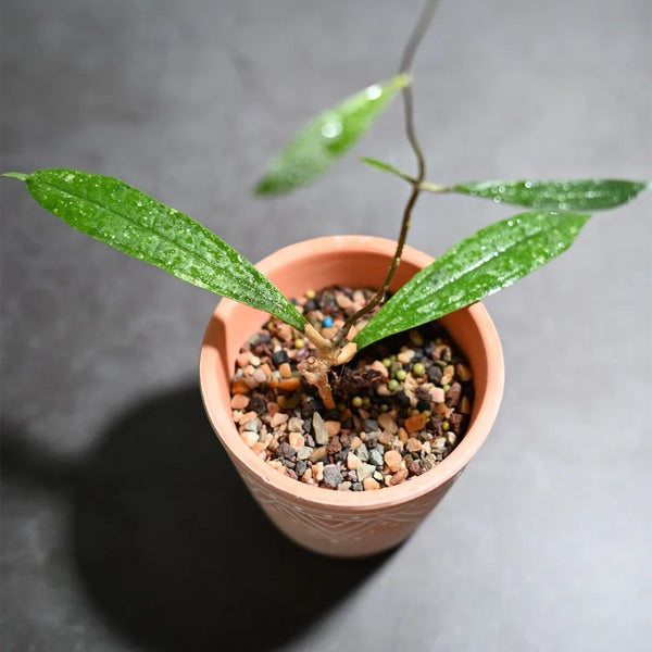 Hoya rigidifolia, 4 Cuttings