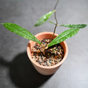 Hoya rigidifolia, 4 Cuttings