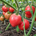 164 Sgt. Pepper's Rose Tomato, 5 Seeds