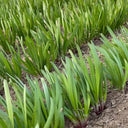 Shandong Red-Root Leek Seeds, 30g