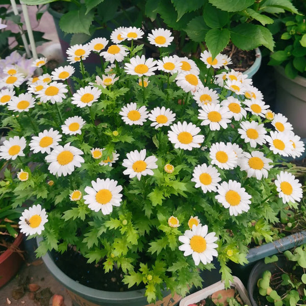 White Crystal Daisy Seeds, 1 Gram ≈ 1600 Seeds