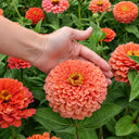 W1346 Large-Flowered Salmon Zinnia, 100 Seeds