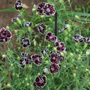 'Black-white Minstrel' Dianthus Seeds