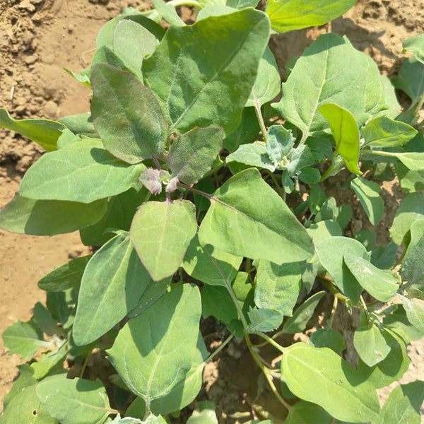Black Quinoa Planting Seeds, 30 Grams ≈ 12000 Seeds