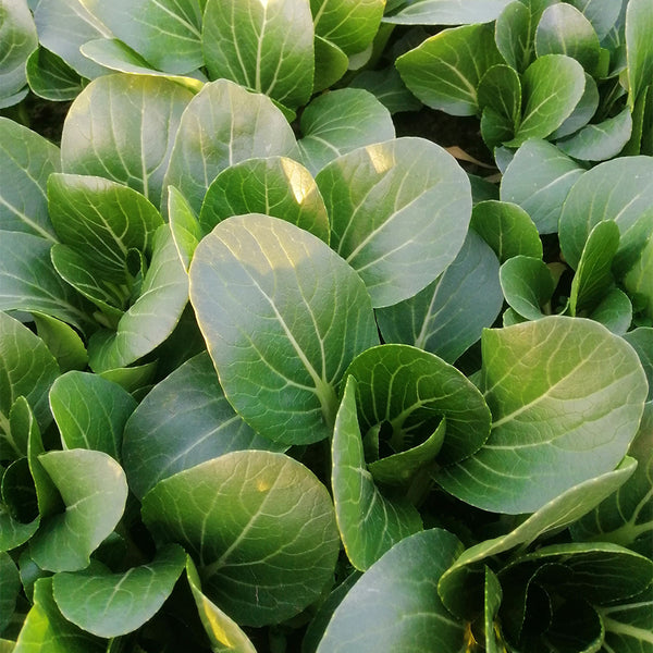Demei Shanghai Bok Choy Seeds, 10g
