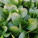 Demei Shanghai Bok Choy Seeds, 10g