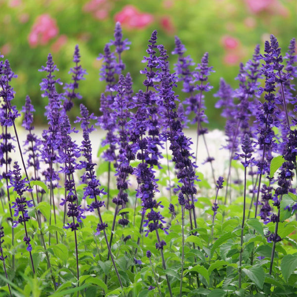 Blue Sage, 200 Seeds