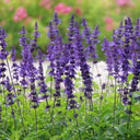 Blue Sage, 200 Seeds