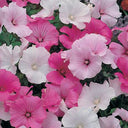 Flower Mallow (Lavatera trimestris) Seeds, 100 Seeds
