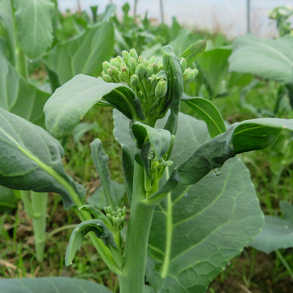 Nongyan Yellow-Flowered Chinese Kale Seeds, 20g