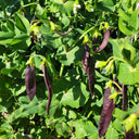 Purple-Podded Snow Pea Seeds, 10g