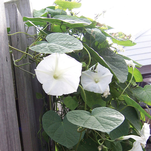 Moonflower, 3 Seeds