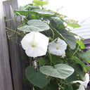Moonflower, 3 Seeds