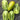 727 Green Fire Tomato, 5 Seeds