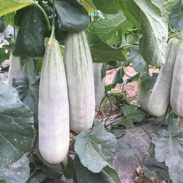 Jinyun Crisp-Sweet Melon Seeds, 10g