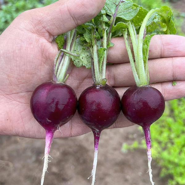 Purple Cherry Radish Seeds, 5g