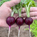 Purple Cherry Radish Seeds, 5g