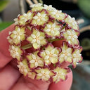 Hoya finlaysonii 'Nova', 2 Cuttings
