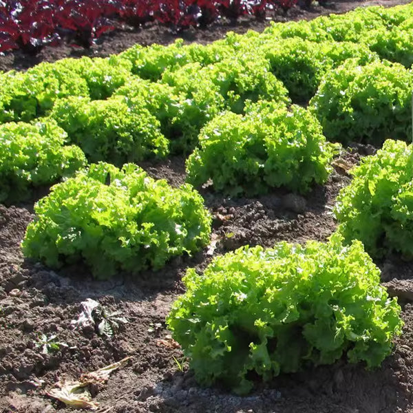 'Dasusheng' Lettuce Seeds, 10g