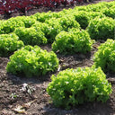 'Dasusheng' Lettuce Seeds, 10g