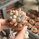 Echeveria 'Perfume'‌, 2pcs x 1-head