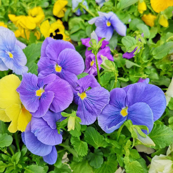 Hezhichun Pansy 'Azure Skies', 30 Seeds