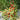 577 Eden No. 2 Tomato, 5 Seeds