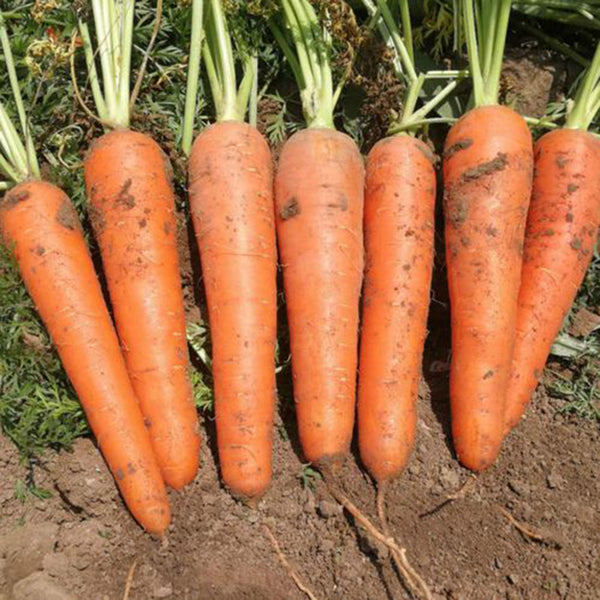 Traditional Five-Inch Carrot Seeds, 8g