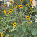 Giant Branching Sunflower, 200 Seeds