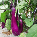 Chongqing Early No.1 Purple-Red Eggplant Seeds, 8g