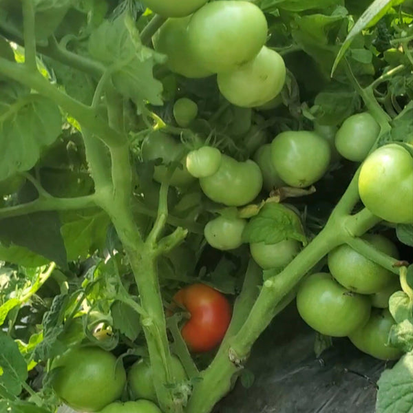 573 Micro Totem Tomato, 5 Seeds