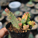Variegated Huernia zebrina 'Lifesaver', 3-4cm