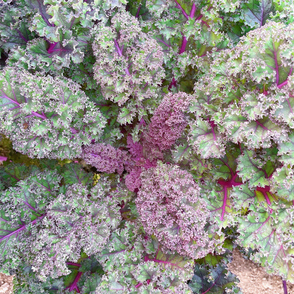Purple Kale, 50 Seeds