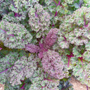 Purple Kale, 50 Seeds