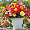 W1342 Dwarf Double Zinnia Mix, 100 Seeds