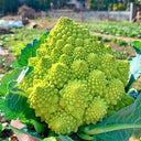 Green Romanesco, 10 Coated Seeds