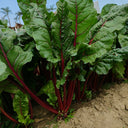 Jiemei Red-Leaf Beet, 10g