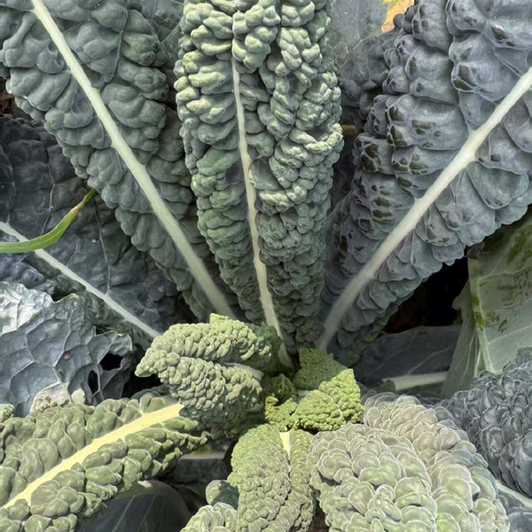 Dinosaur Kale, 100 Seeds