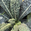 Dinosaur Kale, 100 Seeds